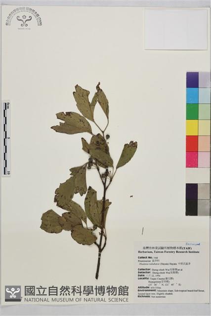 中原氏鼠李藏品圖，第2張