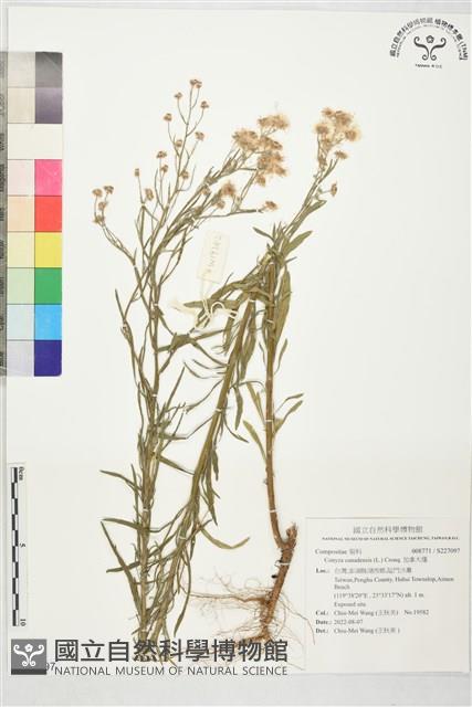 加拿大蓬藏品圖，第1張