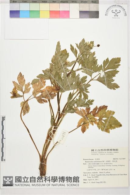 水辣菜、禺毛茛藏品圖，第1張