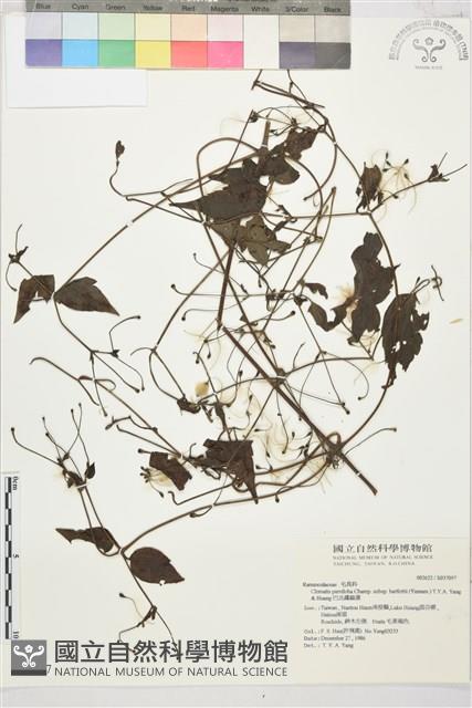 巴氏鐵線蓮藏品圖，第2張