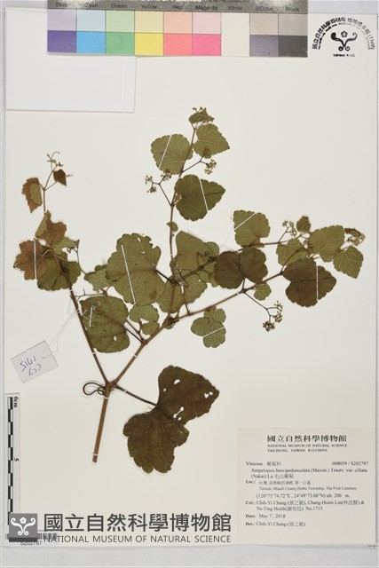 毛山葡萄藏品圖，第1張