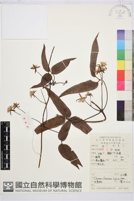 山木通藏品圖，第1張