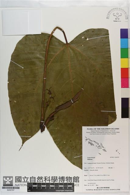 Accession Number:S200797 Collection Image