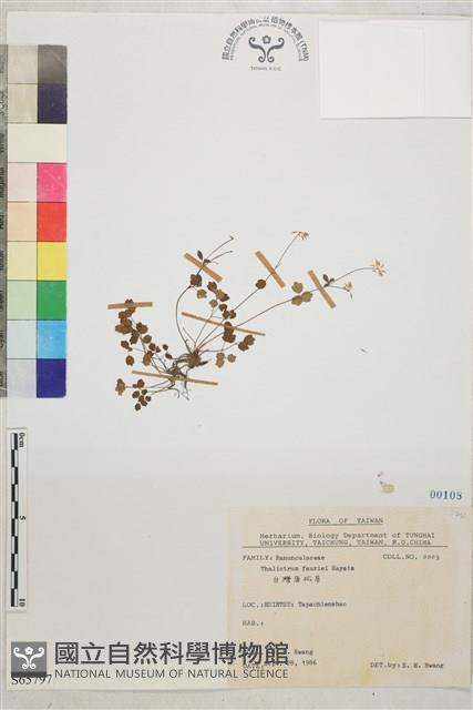 臺灣唐松草、臺灣鐵大烏藏品圖，第1張
