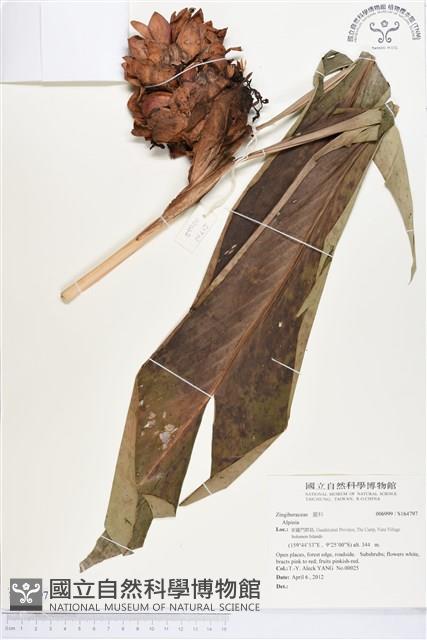 登錄號:S164797藏品圖，第1張