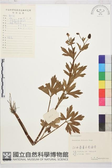 茴茴蒜藏品圖，第1張