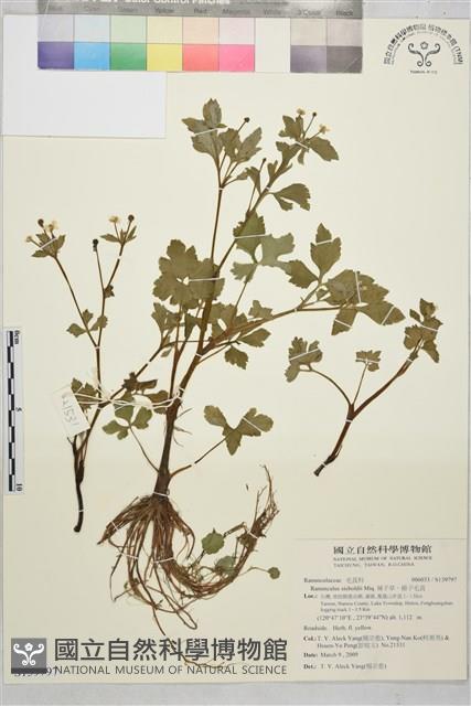 辣子草、揚子毛茛藏品圖，第1張