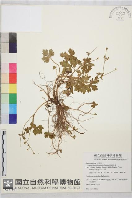 鹿場毛茛藏品圖，第1張