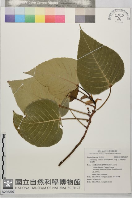 紅肉橙蘭、華血桐藏品圖，第1張
