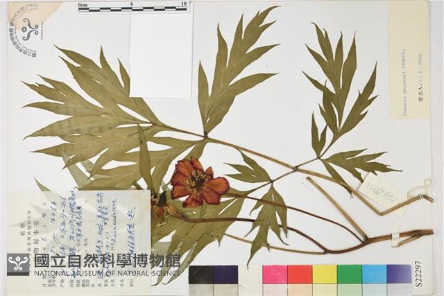 野牡丹藏品圖，第1張