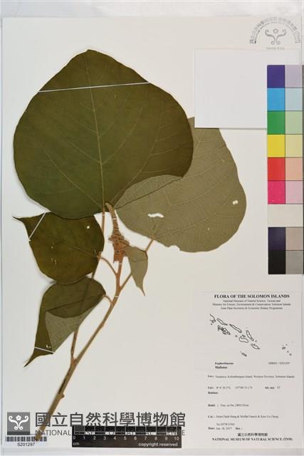 登錄號:S201297藏品圖，第1張