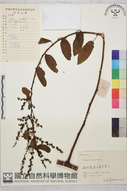 大葉勾兒茶藏品圖，第1張