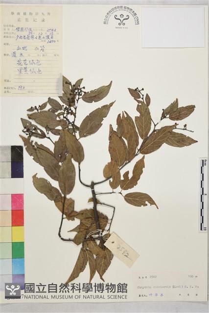 苞葉木藏品圖，第1張