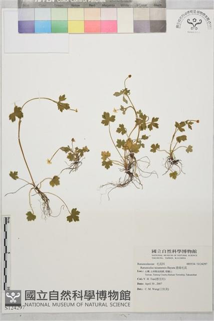 鹿場毛茛藏品圖，第1張