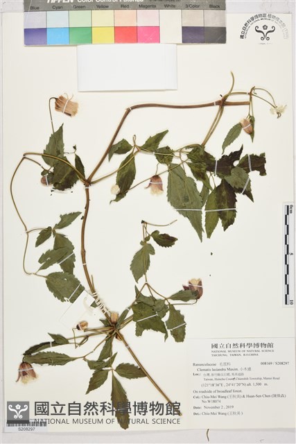 小木通藏品圖，第1張