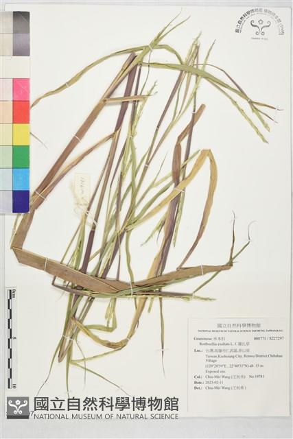 羅氏草藏品圖，第1張