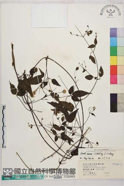 田村氏鐵線蓮藏品圖，第1張