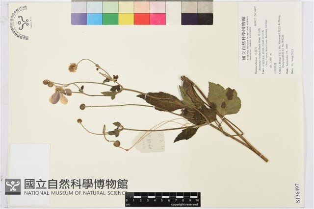 草玉梅藏品圖，第1張