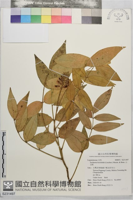 山豆根藏品圖，第1張