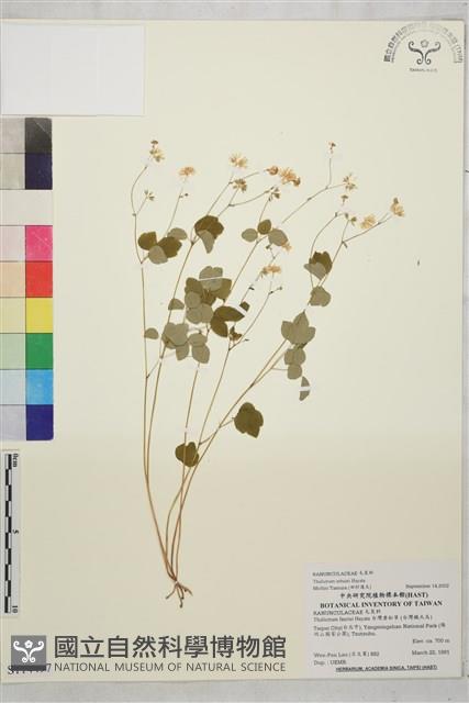 傅氏唐松草藏品圖，第1張