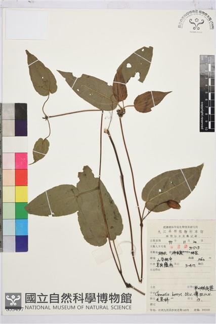 亨利氏鐵線蓮藏品圖，第1張