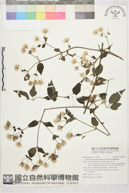 巴氏鐵線蓮藏品圖，第1張