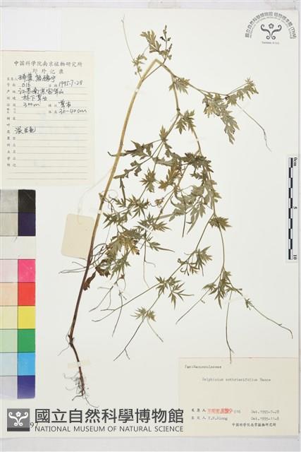 還亮草藏品圖，第1張