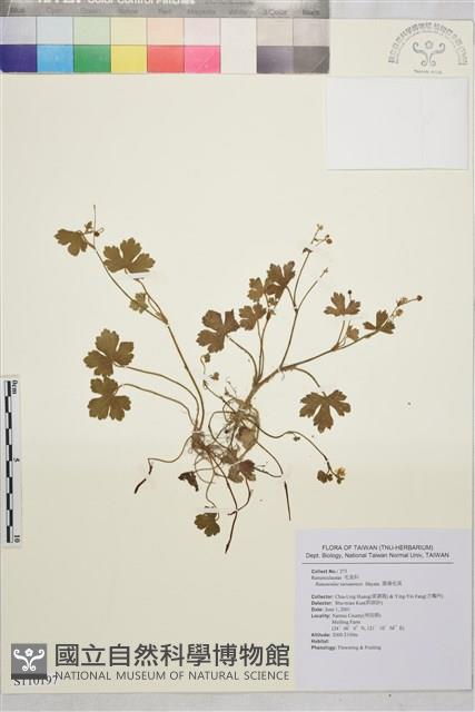 鹿場毛茛藏品圖，第1張