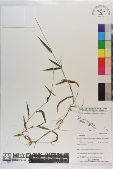 登錄號:S203197藏品圖，第1張