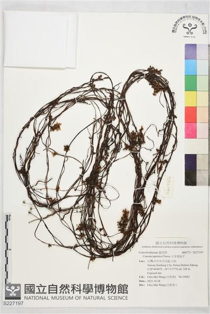 日本菟絲子藏品圖，第1張