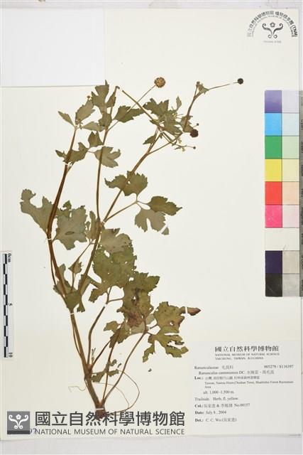 水辣菜、禺毛茛藏品圖，第2張