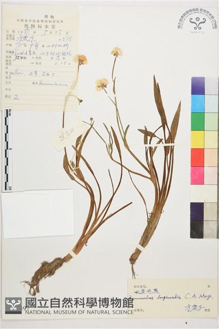 長莖毛茛藏品圖，第1張