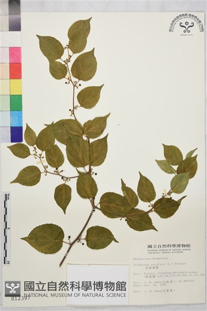亞洲濱棗藏品圖，第1張