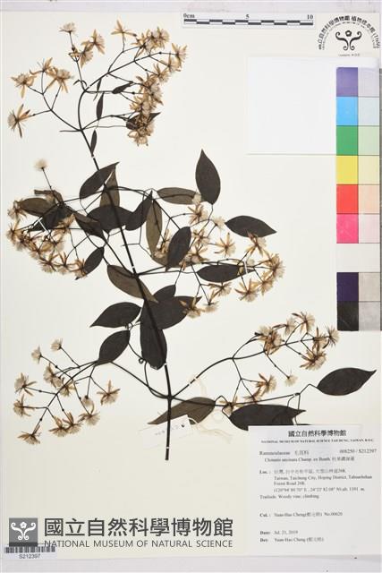 柱果鐵線蓮藏品圖，第1張