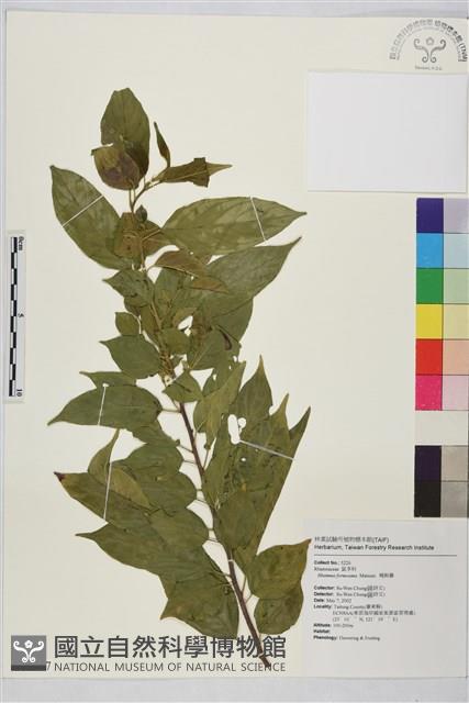 桶鉤藤藏品圖，第1張