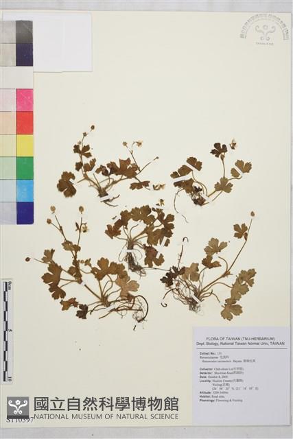 鹿場毛茛藏品圖，第1張