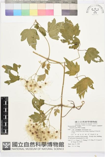 串鼻龍藏品圖，第1張