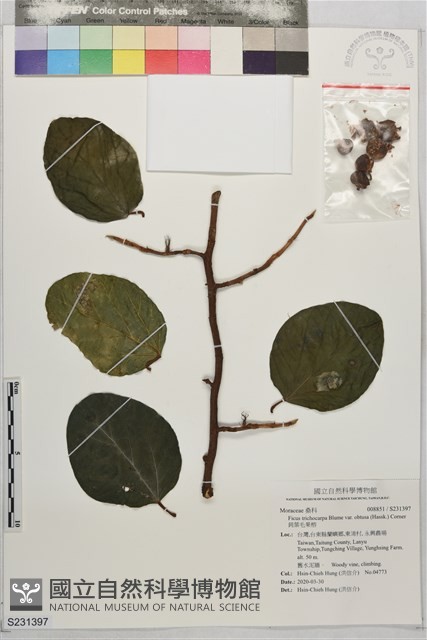 鈍葉毛果榕藏品圖，第1張