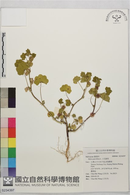 小花錦葵藏品圖，第1張