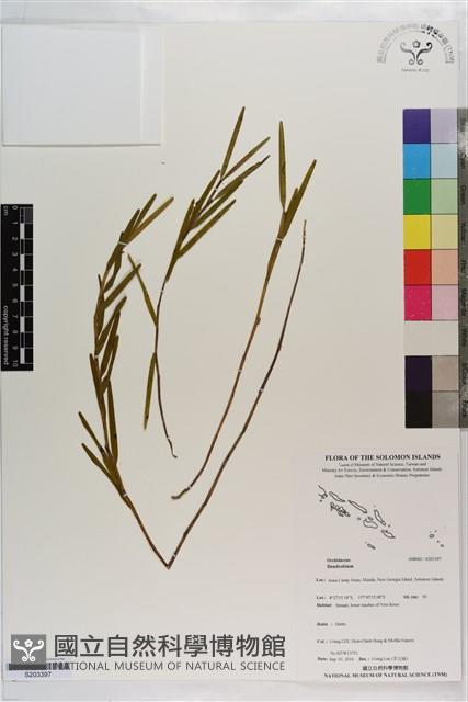 登錄號:S203397藏品圖，第1張