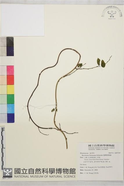 臺灣黃鱔藤藏品圖，第1張