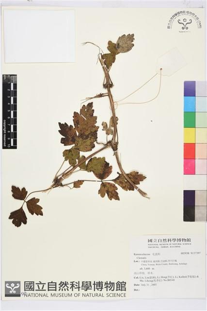 登錄號:S137397藏品圖，第1張