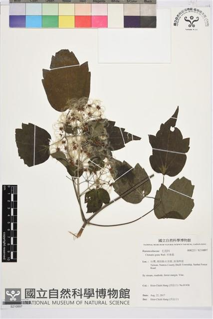 串鼻龍藏品圖，第1張