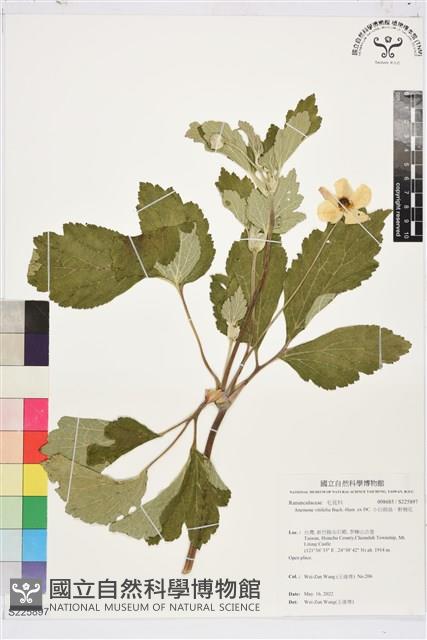 小白頭翁、野棉花藏品圖，第1張