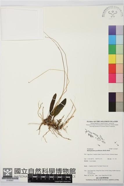 登錄號:S195897藏品圖，第1張