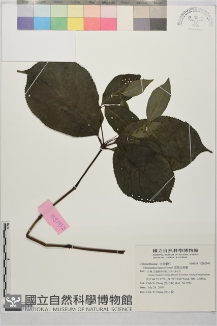 寬葉金粟蘭藏品圖，第1張