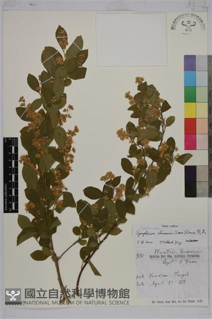 灰木藏品圖，第1張