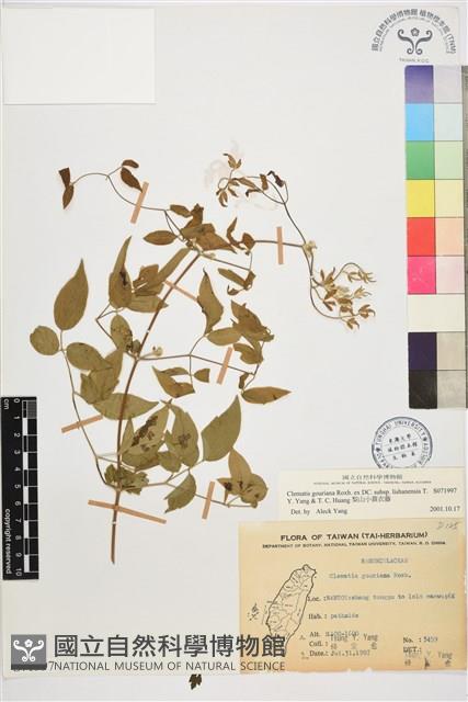 梨山小蓑衣藤藏品圖，第1張