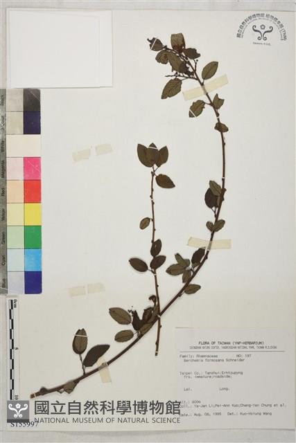 臺灣黃鱔藤藏品圖，第1張