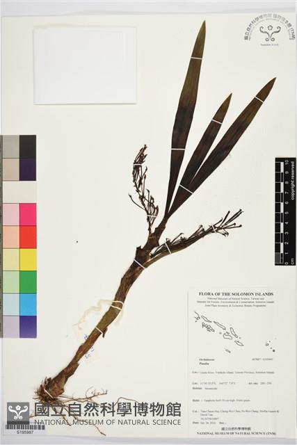 Accession Number:S195997 Collection Image